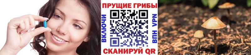 Галлюциногенные грибы Psilocybe  цена наркотик  Сурск 